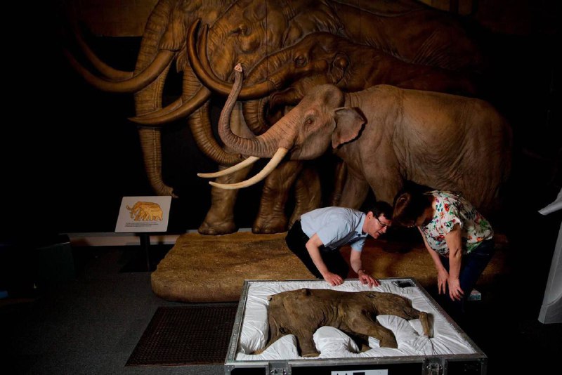Britští vědci plánují vzkřísit mamuty do roku 2028The New York Times uvádí, že biotechnolo...